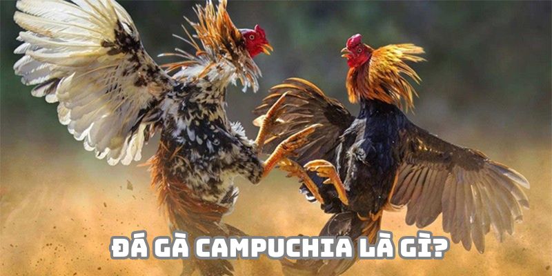 Tìm hiểu về đá gà Campuchia là gì?