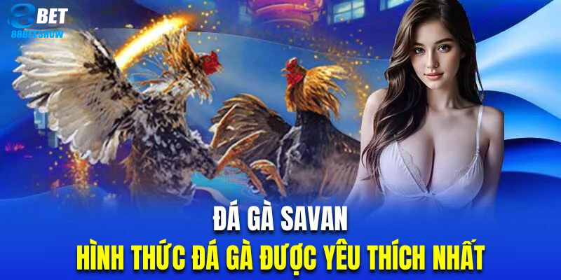 Đá gà Savan tại 88Bet nổi bật với những giải đấu đỉnh cao