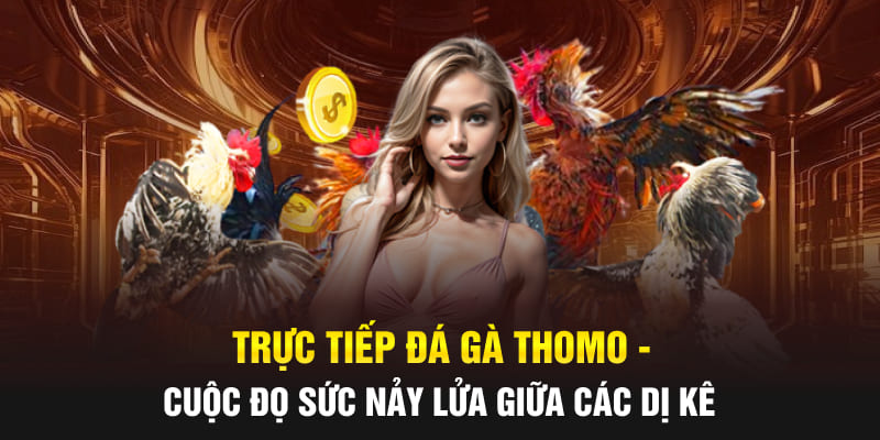 Trực tiếp đá gà Thomo