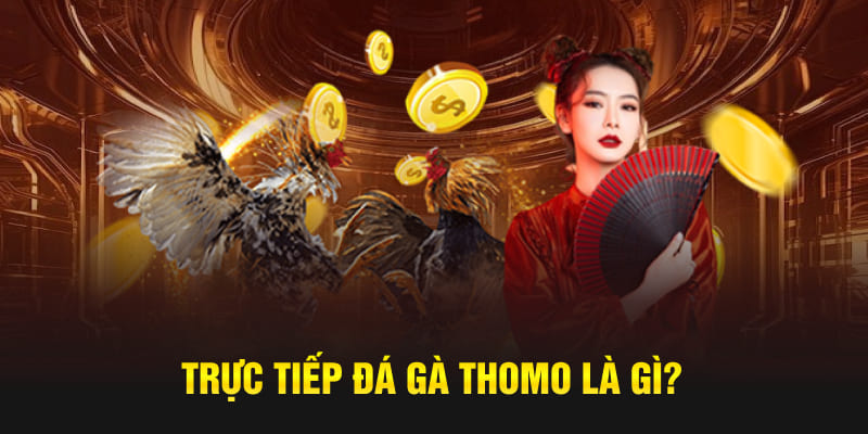 Trực tiếp đá gà Thomo là gì